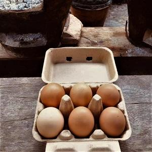 Free range egg  6pcs