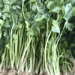 Organic Chinese Celery 500gm