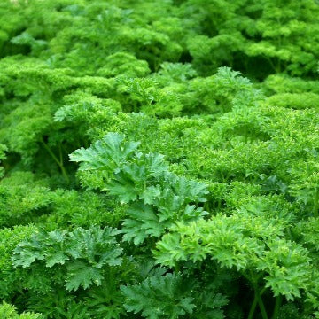 Parsley 100gm