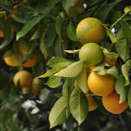 Organic Thai Northern Orange 1kg