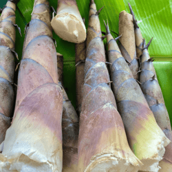 Organic Bamboo Shoot (approx. 1kg)