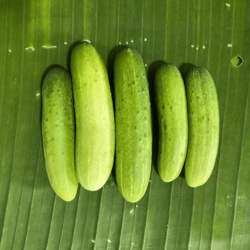 Organic Thai Cucumber 500gm