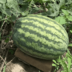 Organic Watermelon 3kg (approx.)-price up to weight