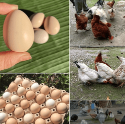 Seasonal Mixed Pasture-raised Egg 10pcs