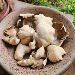 Organic Abalone Mushroom 1kg (Ship Tue & Fri Only)