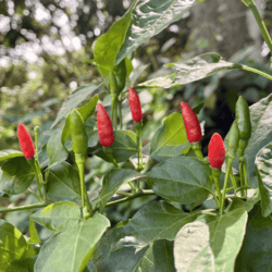Organic Mouse Drop Chili 50gm