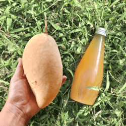 Organic Mango Vinegar 300ml