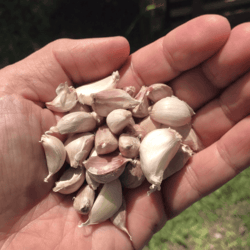 Northern Variety Organic Garlic 100gm