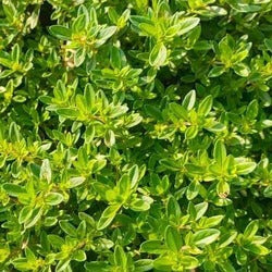 Chemical-free Lemon Thyme 100g Transitioning to Organic