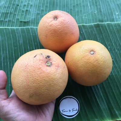 Organic Pink Grapefruit 1Kg(Pre-order, Ship only Wed)