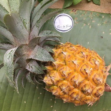 Organic Thai Pineapple 1kg