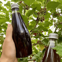 Organic Mulberry Vinegar 300ml