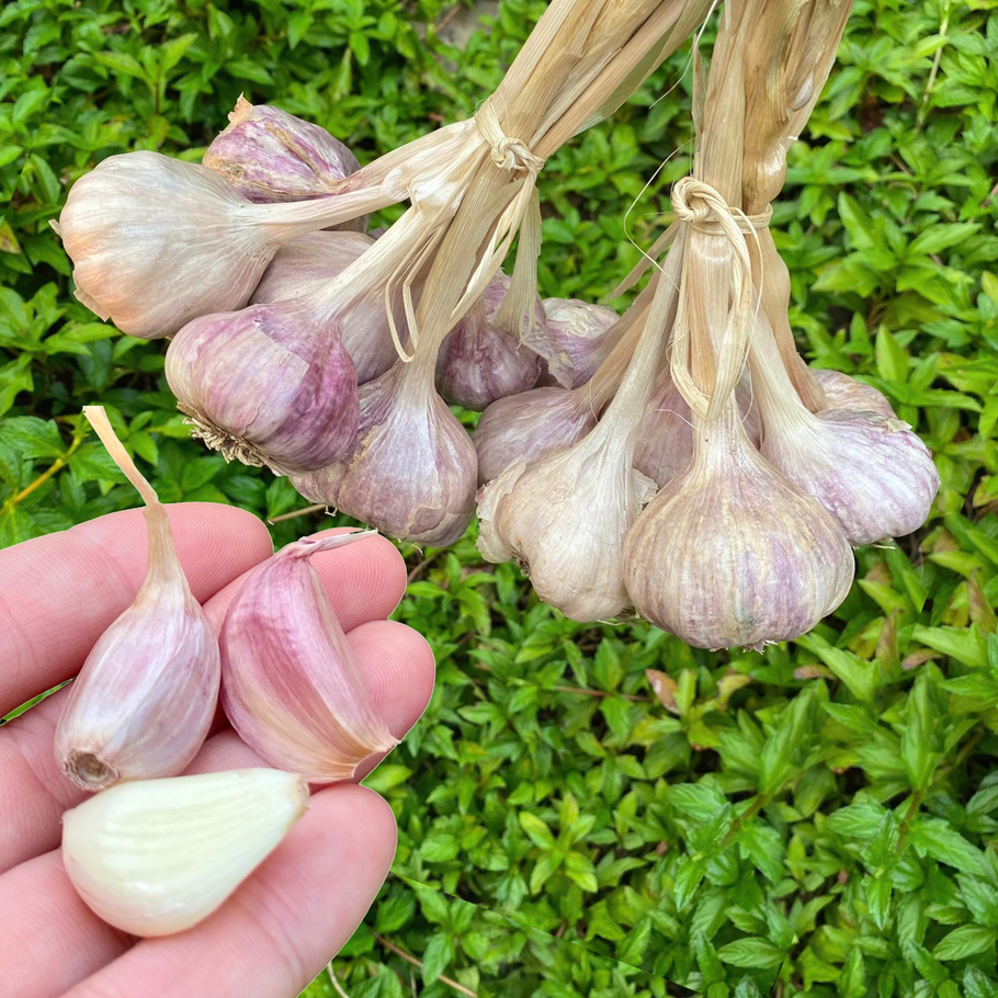 Chin Haw Organic Garlic 1bunch (approx. 750-950g)