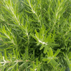 Chemical-free Rosemary 100gm Transitioning to Organic