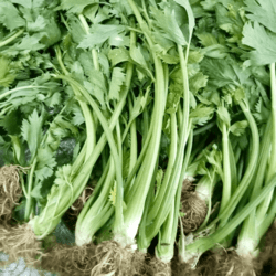 Organic Celery 500gm