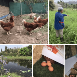 Organic Pasture-raised Egg 10pcs