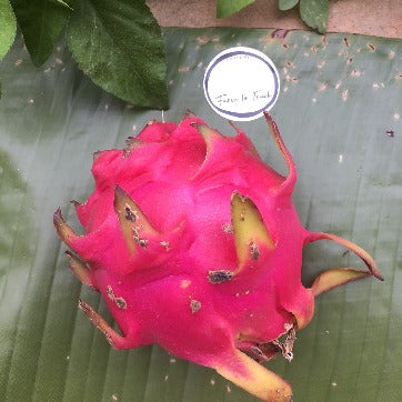 Organic Red Dragon Fruit 1kg