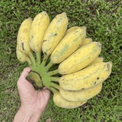 Organic Nam Wah Banana 1kg