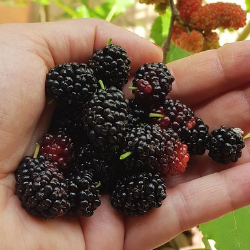 Organic Mulberries 200g