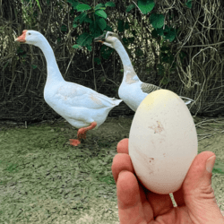 Organic Free-Range Goose Egg 1pcs