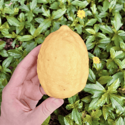 Organic Yellow Lemon (approx. 500gm)
