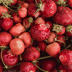 Organic Strawberries 200g