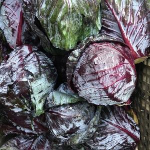 Organic Red Cabbage 1 piece (approx 500gm)