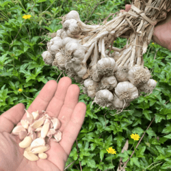 Local Northern Organic Garlic 1bunch (approx. 600-700g)