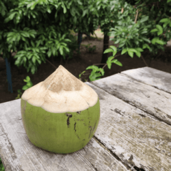 Organic Coconut 1 piece