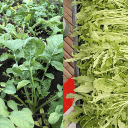 Organic Rocket 100gm