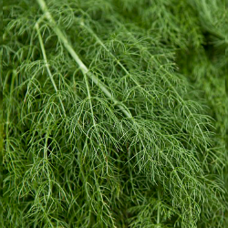 Organic Dill 100gm