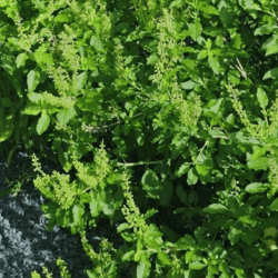 Organic Holy Basil 50gm